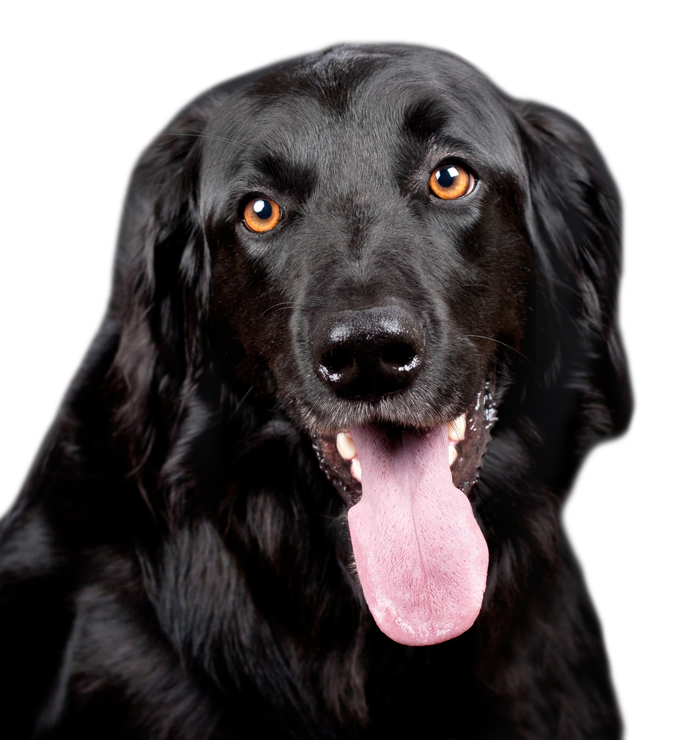 Tongue Black Dog Out File Transparent PNG Image
