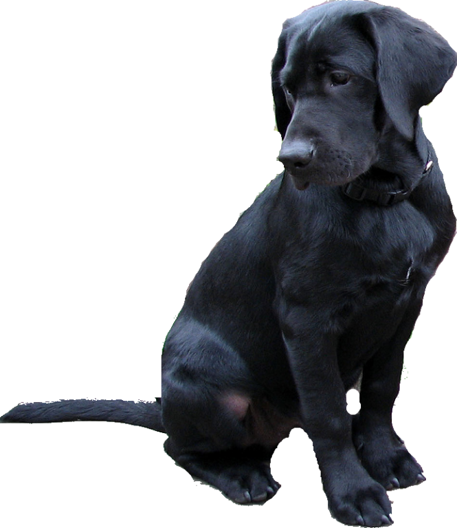 Black Labrador Dog Transparent PNG Image