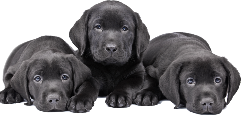 Puppies Black Labrador Dog Transparent PNG Image