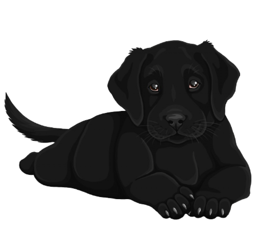 Puppy Black Labrador Dog Transparent PNG Image