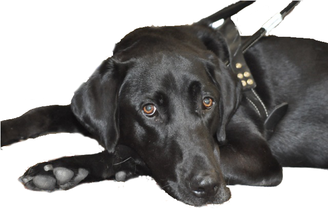 Retriever Black Labrador Dog Transparent PNG Image