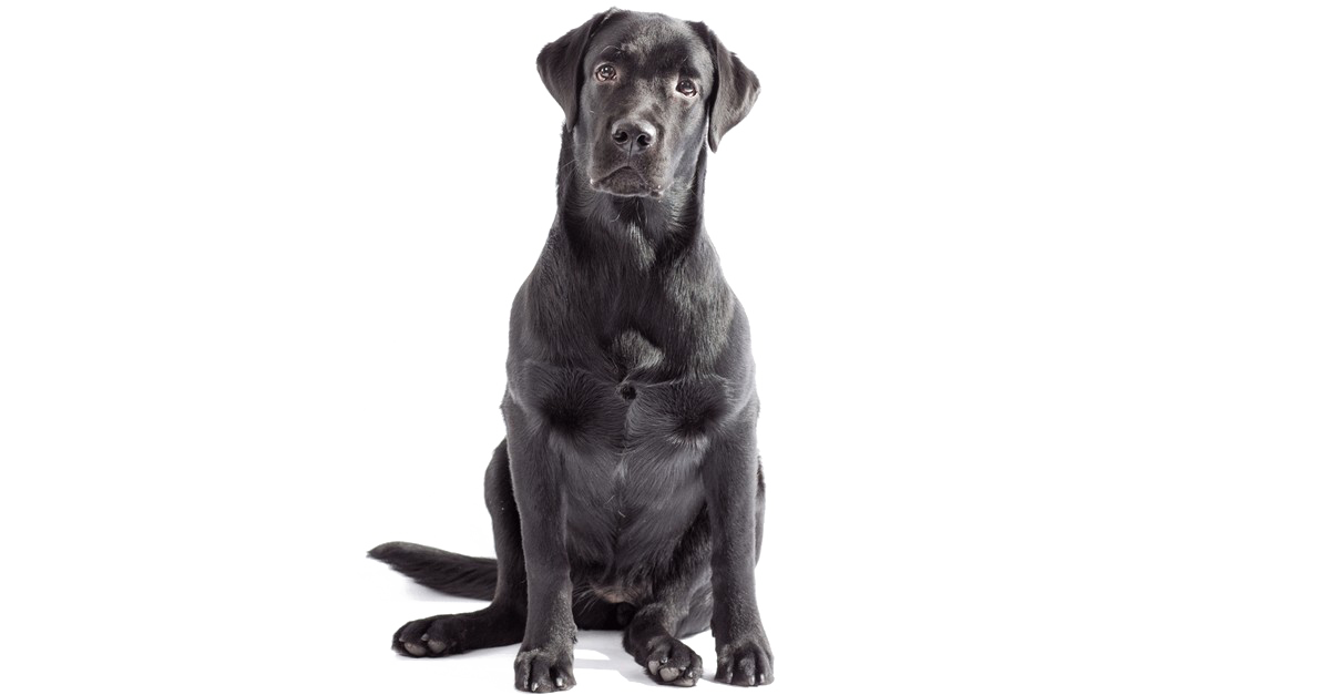 Sitting Black Labrador Dog Transparent PNG Image