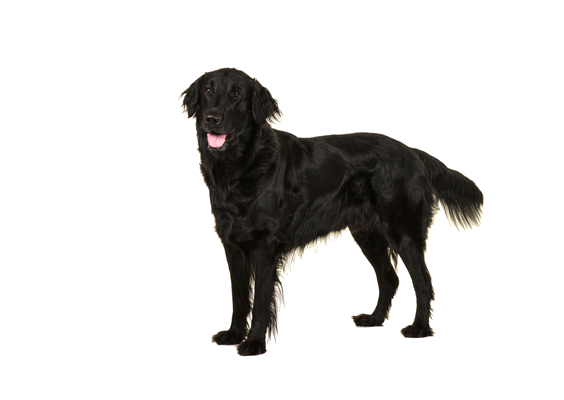 Standing Black Labrador Dog Transparent PNG Image