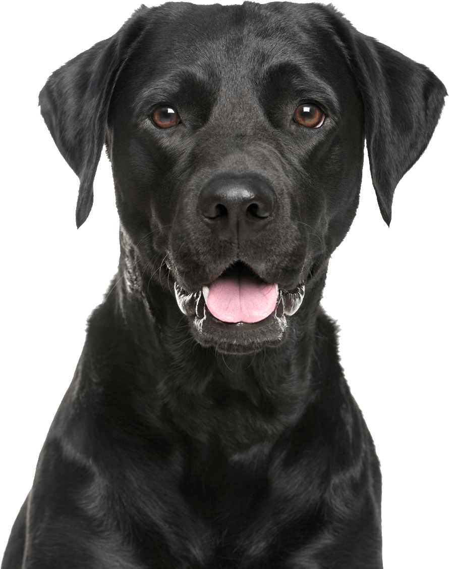 Tongue Black Labrador Dog Transparent PNG Image