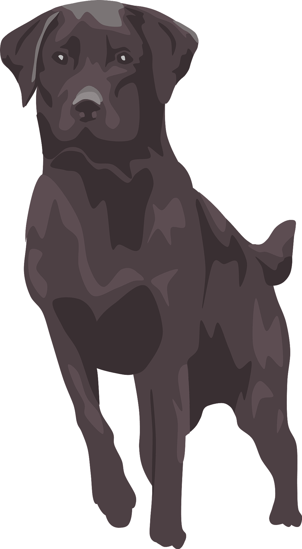Vector Black Labrador Dog Transparent PNG Image