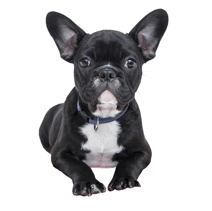Bulldog Black Dog French Transparent PNG Image