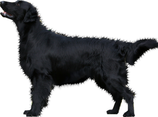Black Young Dog Transparent PNG Image