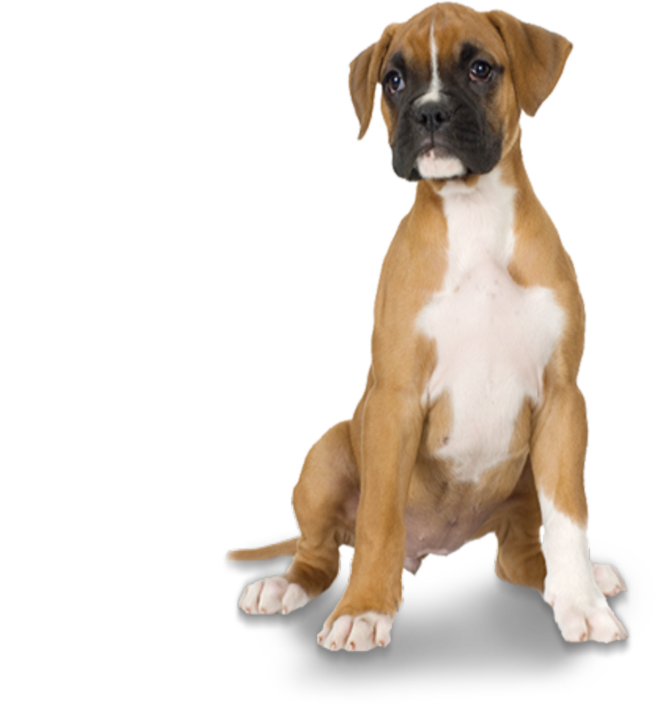 Boxer Young Dog Transparent PNG Image