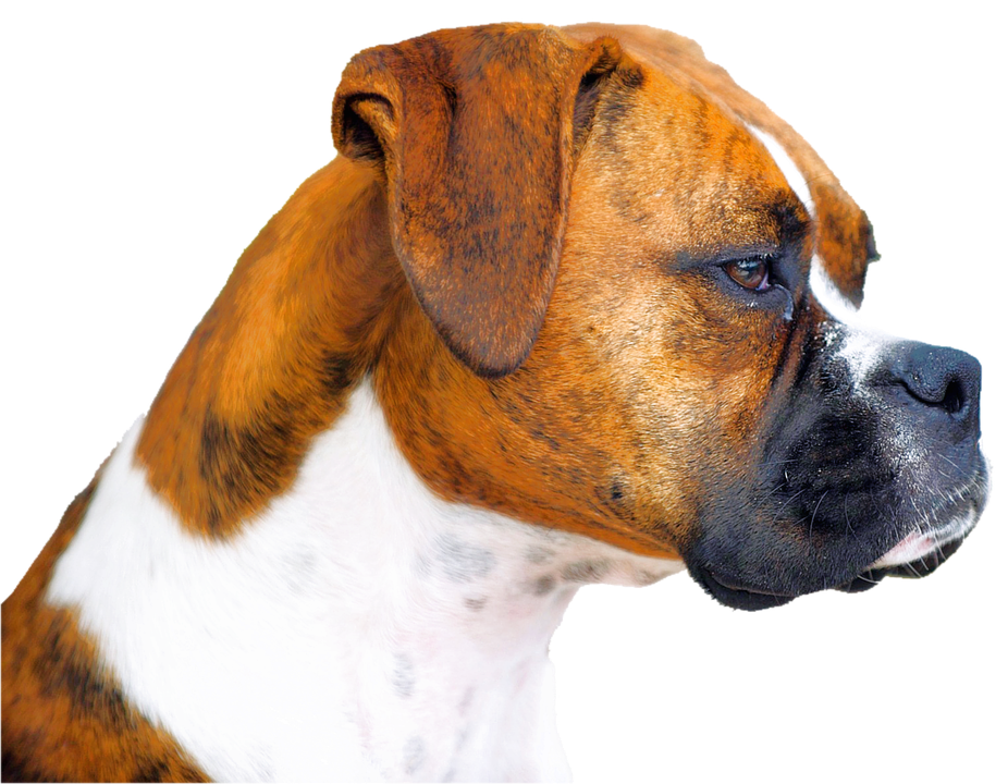 Boxer Dog Face Transparent PNG Image