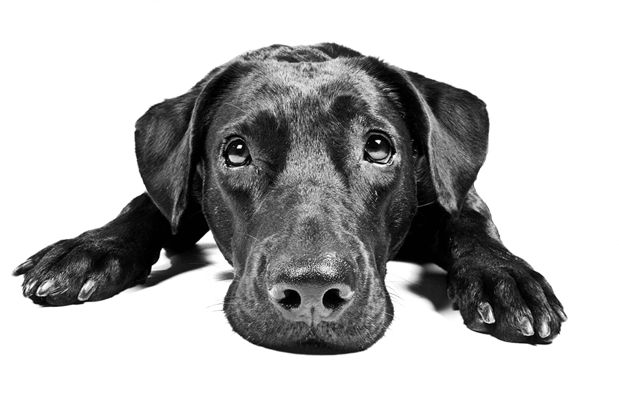 Dog Black Labrador Sad Transparent PNG Image