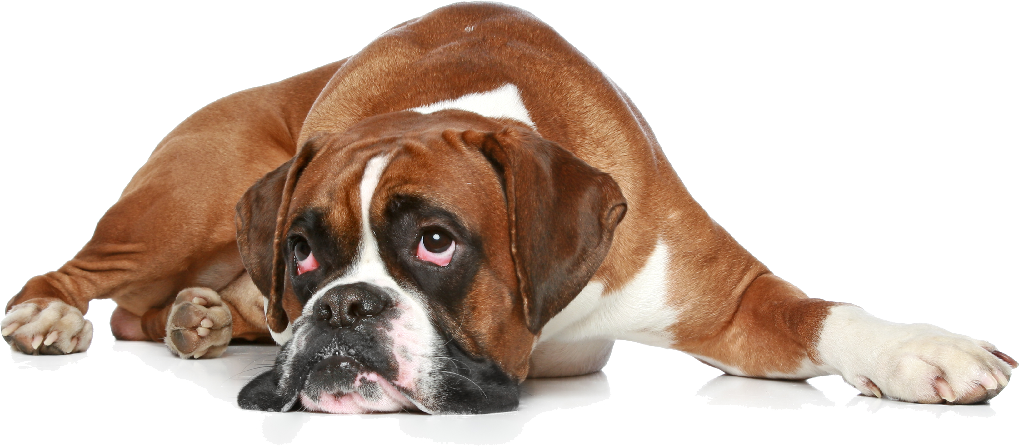 Boxer Dog Sad Transparent PNG Image