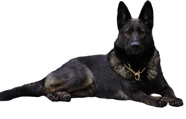 German Black Dog Transparent PNG Image