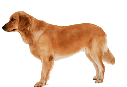 Dog Transparent PNG Image