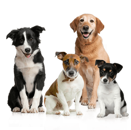 Dog Dogs Transparent PNG Image