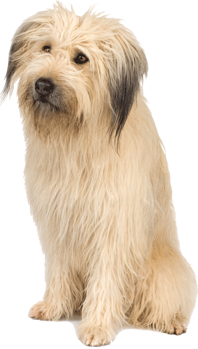 Dog Transparent PNG Image