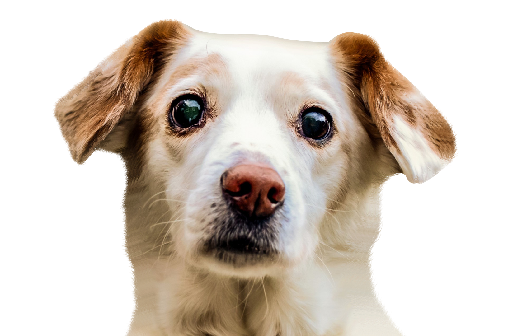 Dog Face Transparent PNG Image