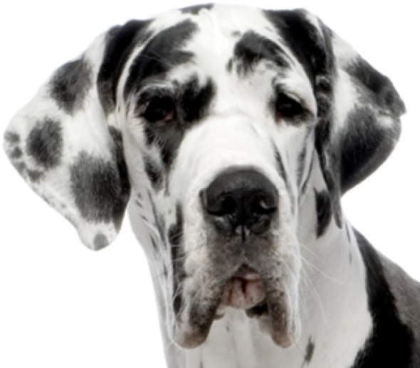 Dog Face Transparent PNG Image