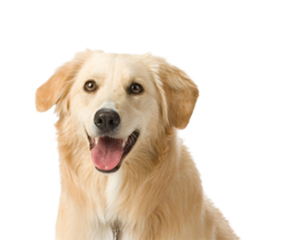 Dog Face Transparent PNG Image