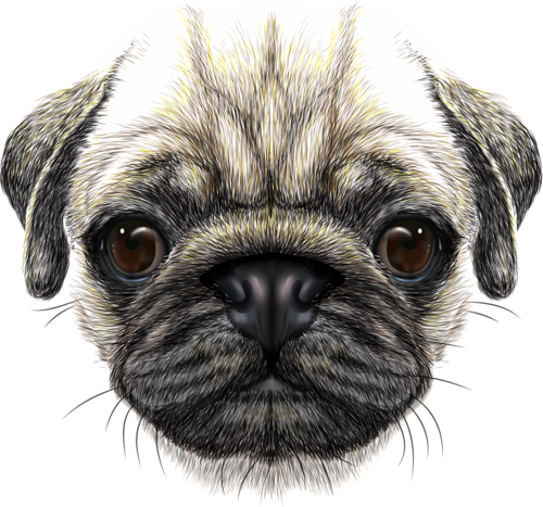 Dog Face Transparent PNG Image