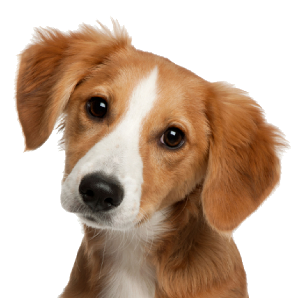 Puppy Dog Face Transparent PNG Image