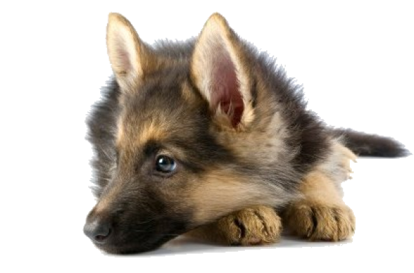 Puppy Dog Face Transparent PNG Image