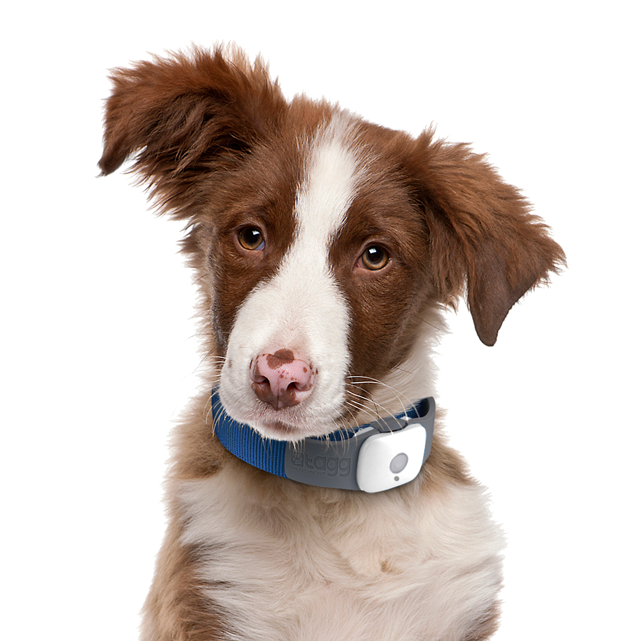 Puppy Dog Face Transparent PNG Image