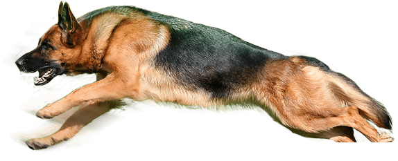 Dog Transparent PNG Image