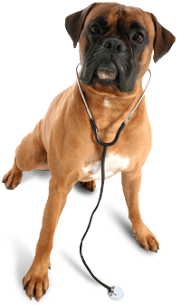 Dog Transparent PNG Image