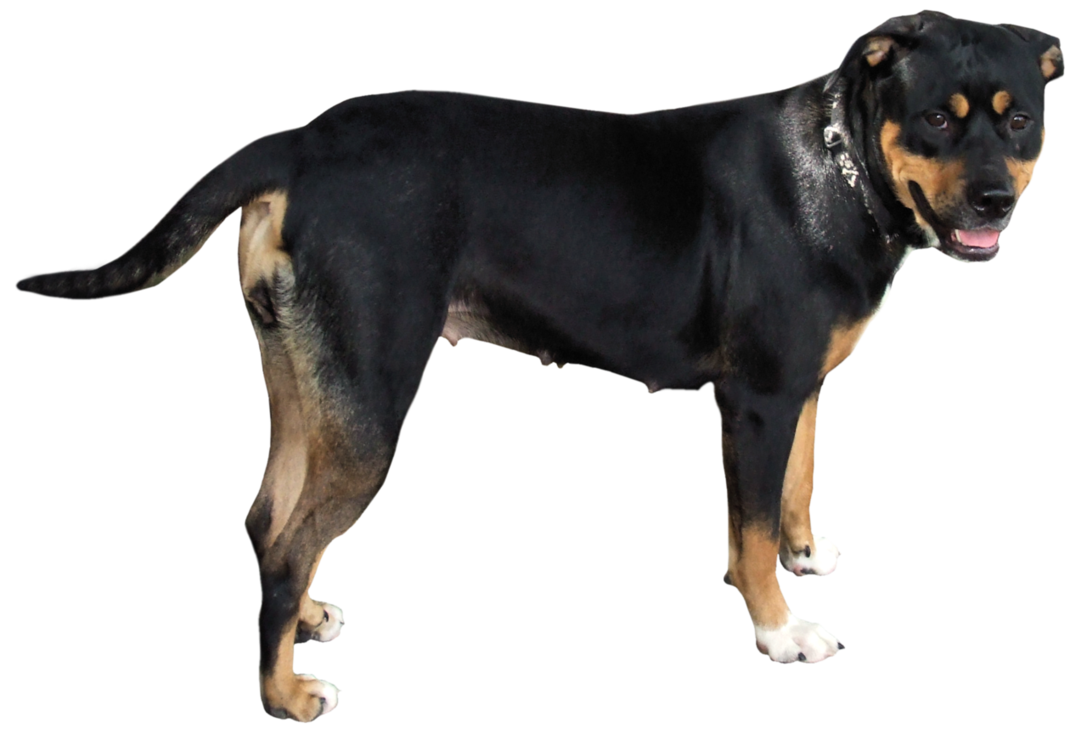 Dog 11 Transparent PNG Image