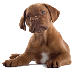 Dog Dogs Transparent PNG Image