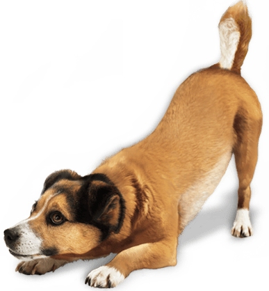 Dog Dogs Transparent PNG Image