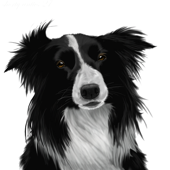 Border Collie Transparent PNG Image