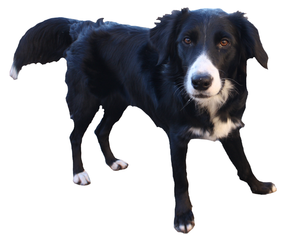 Border Collie Background Transparent PNG Image