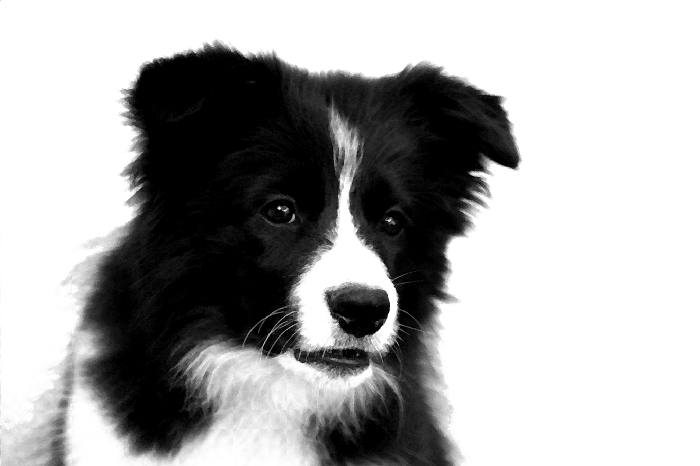 Border Collie Transparent PNG Image