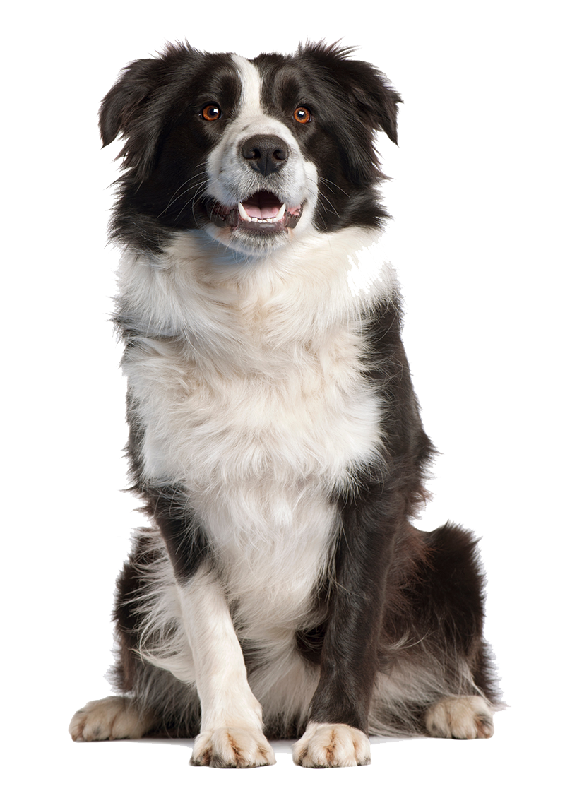 Border Collie Transparent PNG Image