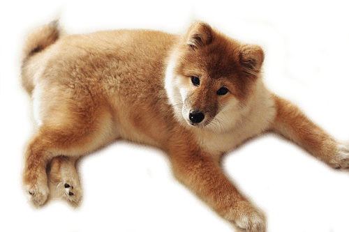 Dog Transparent PNG Image