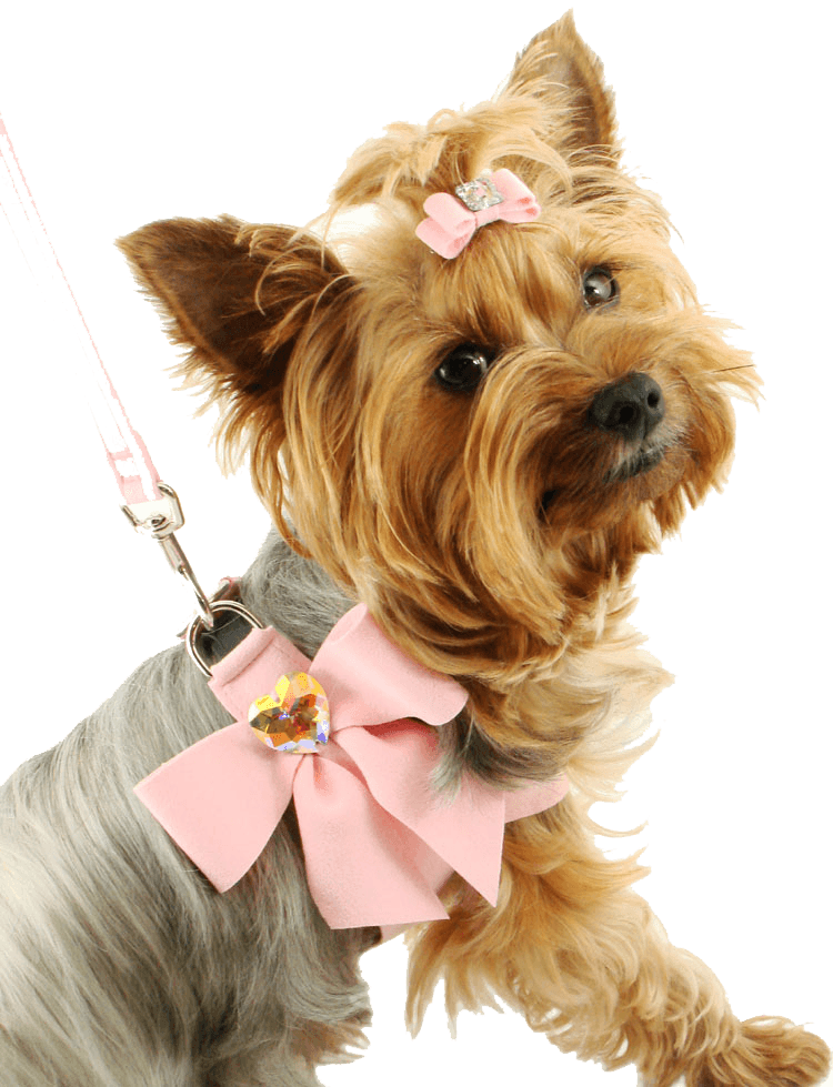Dog Dogs Transparent PNG Image