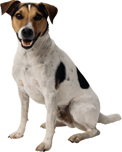 Dog Dogs Transparent PNG Image