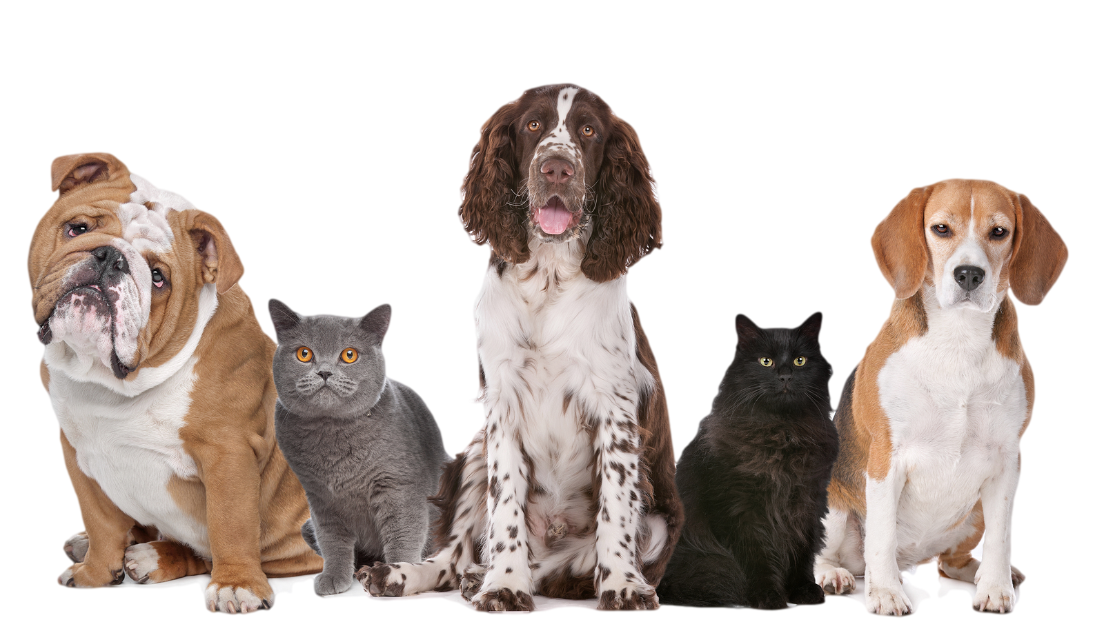 Dog Transparent PNG Image