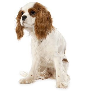 Dog Transparent PNG Image