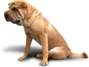 Dog Transparent PNG Image