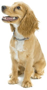Dog Transparent PNG Image