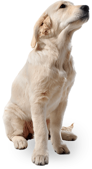 Dog Dogs Transparent PNG Image