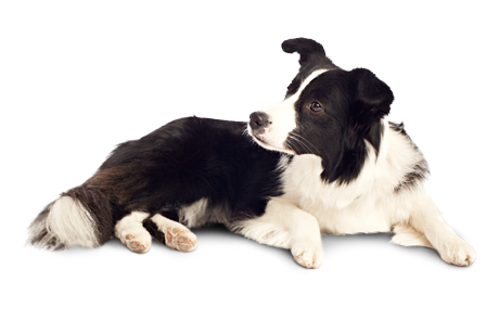 Dog 12 Transparent PNG Image