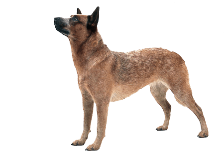 Dog Dogs Transparent PNG Image