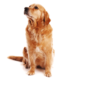 Dog Transparent PNG Image