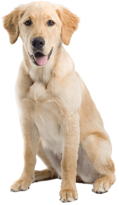 Dog Transparent PNG Image