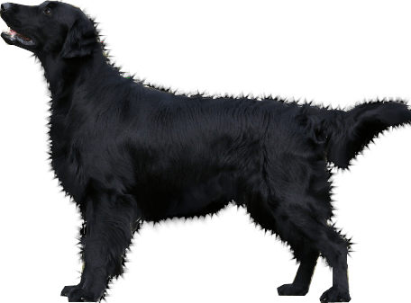 Dog Dogs Transparent PNG Image