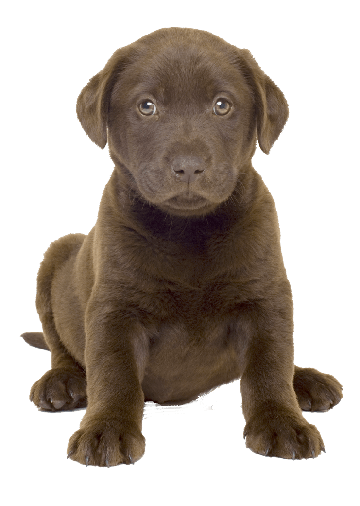 Dog Transparent PNG Image