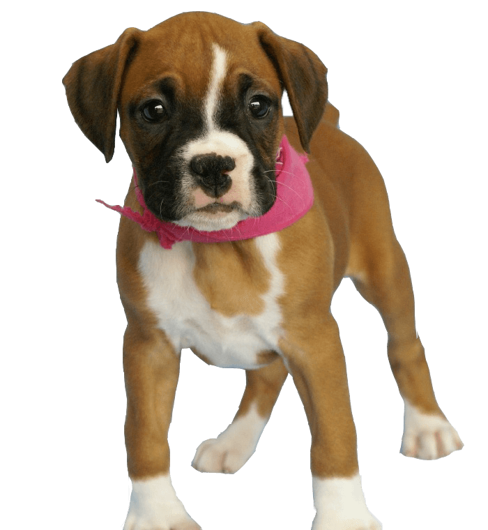 Dog Dogs Transparent PNG Image